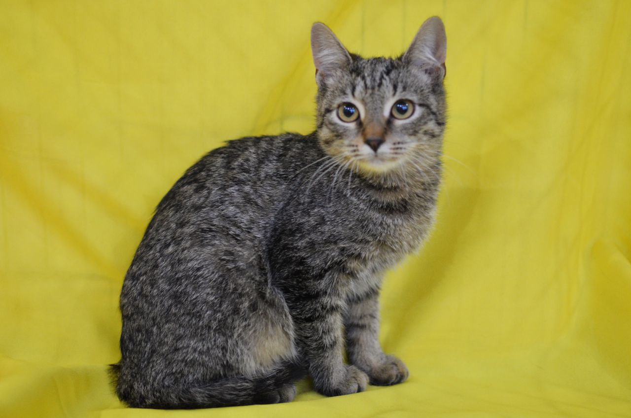 Полосатый котенок с грустными глазами в поисках дома